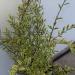 Sadnice - žbunaste vrste: LONICERA NITIDA - sarenolisna - Lemon beauty , slika2
